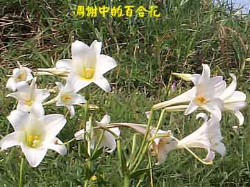 凋謝中的百合花