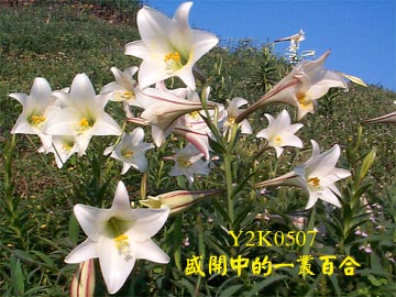 Y2K0507 盛開中的一叢百合