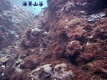 海葵山谷