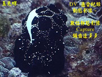 DV 適合紀錄動態影像。數位靜態影像 Captur 鋸齒邊多多