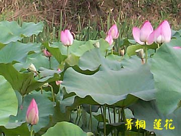 菁桐 蓮花