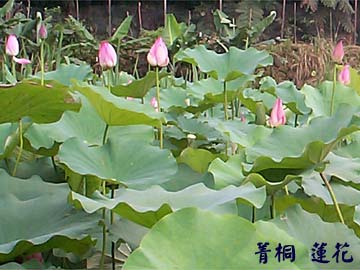 菁桐 蓮花