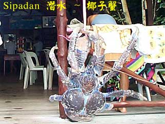 Sipadan 潛水 ~ 椰子蟹