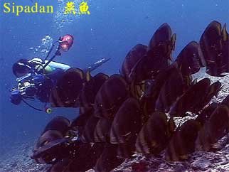 Sipadan 燕魚