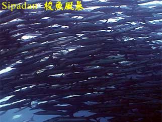 Sipadan 梭魚風暴