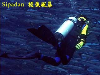 Sipadan 梭魚風暴