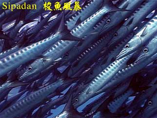 Sipadan 梭魚風暴