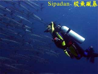 Sipadan 梭魚風暴