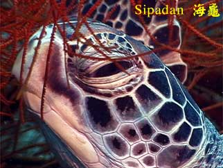 Sipadan 海龜