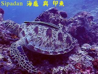 Sipadan 海龜 與 印魚