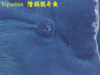 Sipadan 隆頭鸚哥魚