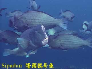 Sipadan 隆頭鸚哥魚