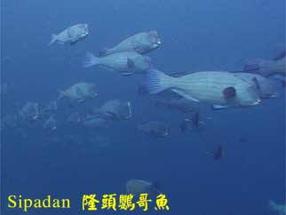 Sipadan 隆頭鸚哥魚