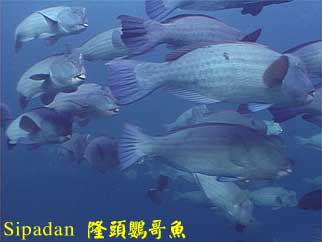 Sipadan 隆頭鸚哥魚