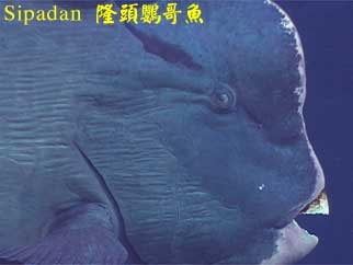 Sipadan 隆頭鸚哥魚