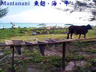 Mantanani 魚翅、海、牛