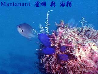 Mantanani 雀鯛 與 海鞘