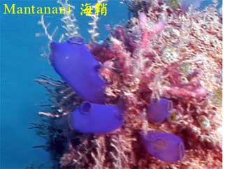 Mantanani 海鞘