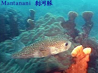 Mantanani 刺河豚