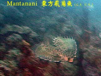 Mantanani 東方飛角魚(ㄈㄤˇ ㄈㄨˊ)