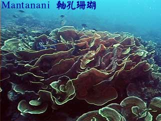 Mantanani 軸孔珊瑚