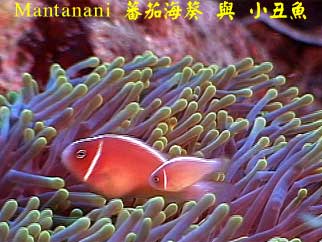 Mantanani 蕃茄海葵 與 小丑魚