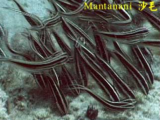 Mantanani 沙毛