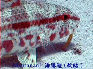 Mantanani 海腓鯉(秋姑)