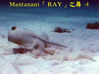 Mantanani「RAY」之舞 - 4