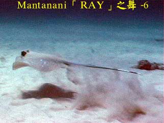 Mantanani「RAY」之舞 - 6