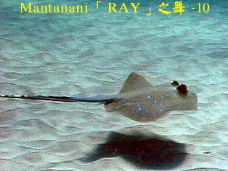 Mantanani「RAY」之舞 - 10