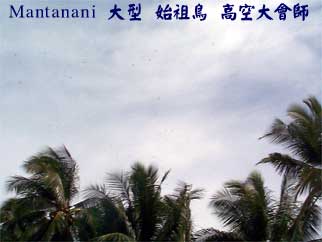 Mantanani 大型 始祖鳥 高空大會師