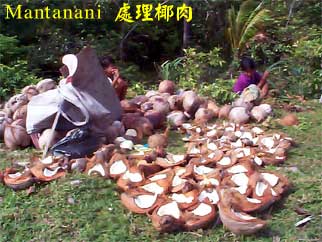 Mantanani 處理椰肉