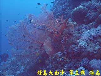 綠島大白沙 第五礁 海扇