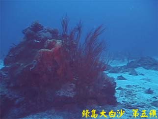 綠島大白沙 第五礁