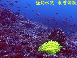 強勁水流 未曾停歇