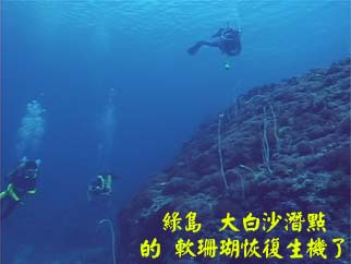 綠島 大白沙潛點