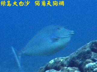 綠島大白沙 獨角天狗鯛