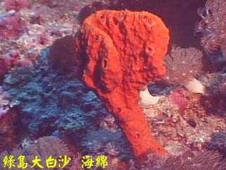 綠島大白沙 海綿